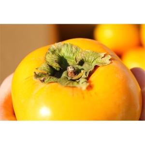 和歌山産 たねなし柿 5kg (サイズおまかせ)
