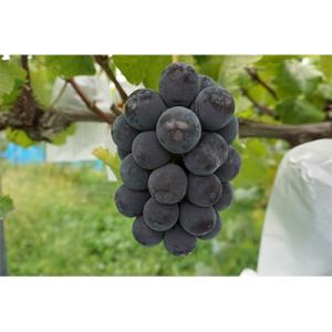 世羅町産　種無しピオーネ　約1kg　(2～3房)