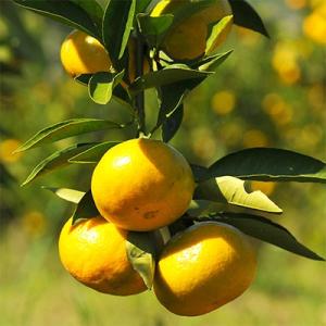 【訳あり】極早生みかん 5kg(和歌山・下津産)産地直送【サイズ混合】