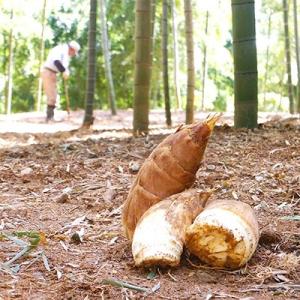 ふるさと納税 長岡京市 【京の伝統野菜】朝掘り京たけのこ　2kg