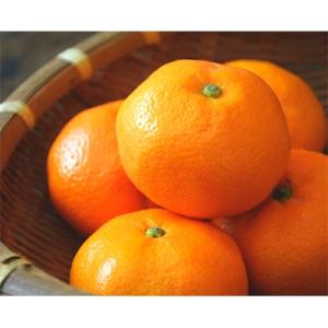 ふるさと納税 海南市 【紀州伝統の味】下津蔵出しみかん　約5kg【混合サイズ】