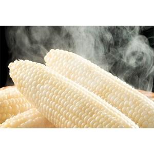旭川市 ふるさと納税 【先行受付】2021年　甘くジューシーな白いとうもろこし12本(ピュアホワイト)｜y-sf
