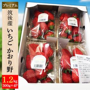 ふるさと納税 筑後市 いちご「かおり野」プレミアム<300g×4パック>