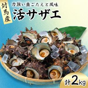 ふるさと納税 対馬市 【対馬産】活サザエ(2kg)