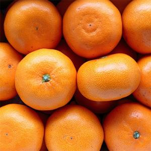 ふるさと納税 八幡浜市 ＼みかんの大トロ/糖度...の詳細画像1