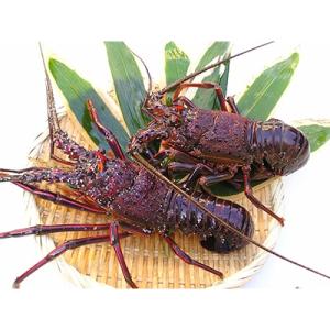 辻水産の活き締め伊勢海老　Jセット