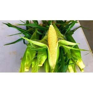 ふるさと納税 昭和村 朝獲とうもろこし約4kg