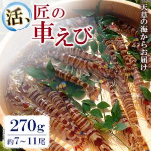 先行予約! 期間限定! 【上天草ブランド認証品】 活、匠の車えび 270g約7～11尾 【丸山えび】