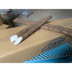 佐藤農場のごぼう＜10kg＞