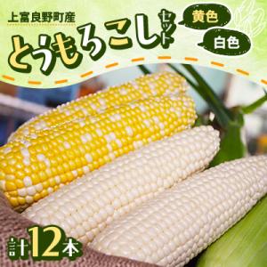 ふるさと納税 上富良野町 とうもろこしセット(黄6本+白6本)