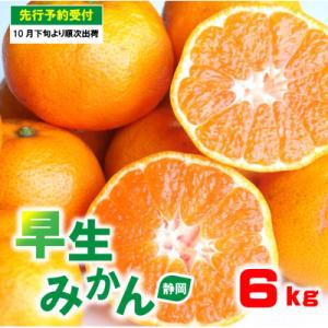 ふるさと納税 藤枝市 【2024年10月下旬から発送】岡部茶　藤枝市産　早生みかん6kg