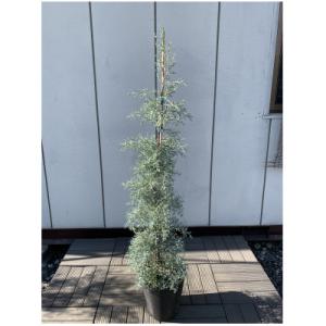 アイテムID:406571の画像1枚目