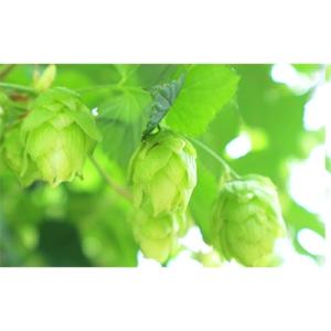 ふるさと納税 長野県 THE軽井沢ビール 8種...の詳細画像3