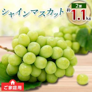 【先行受付2026年】ご家庭用シャインマスカット2房　約1.1kg