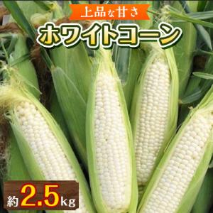 ふるさと納税 高松市 上品な甘さ 瀬戸内ホワイトコーン 約2.5kg【6月中旬〜7月中旬】