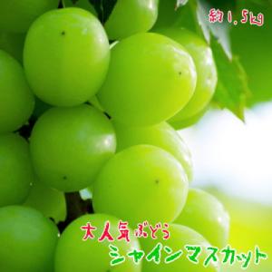ふるさと納税 大月市 【2022年8月下旬から順次発送】【大人気】山梨県産 農園直送!シャインマスカット 約1.5kg