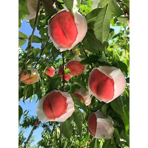 村山市産　桃「あかつき」約3kg