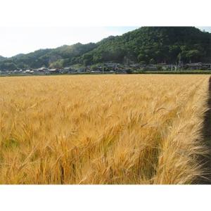 ふるさと納税 美作市 美作市産キラリモチ もち...の詳細画像2