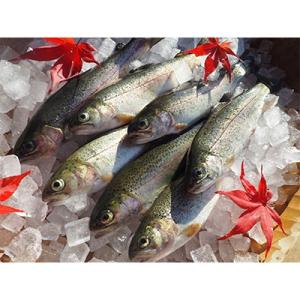 ふるさと納税 魚沼市 魚沼の虹ます(ニジマス)　冷凍12尾入