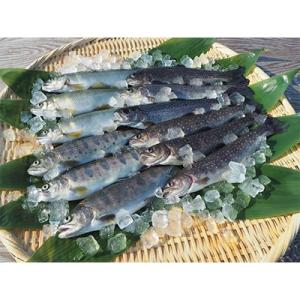 清流の川魚セット12尾入(ヤマメ・イワナ・ニジマス・アユ)