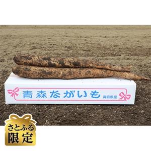 2025年12月中旬発送予定 青森県東北町特産土付き長芋　5.5kg以上(さとふる限定)