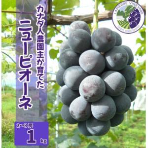 【カナダ人農園主の真心を込めた】ニューピオーネ約1kg