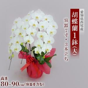 ふるさと納税 西尾市 コチョウラン(大)・N016-44