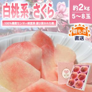 《2026年発送》桃 『白桃系さくら』 約2kg 5～8玉 朝もぎ 直送! 選び抜かれた桃