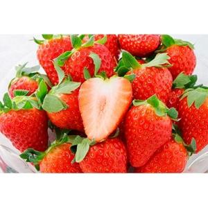 ふるさと納税 静岡市 静岡市清水区産　キラッと輝くいちご『きらぴ香』　280g(8〜15粒)×2パックセット