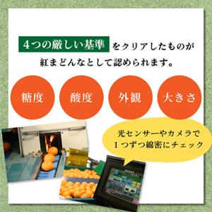 ふるさと納税 今治市 【先行受付】紅まどんな(...の詳細画像2