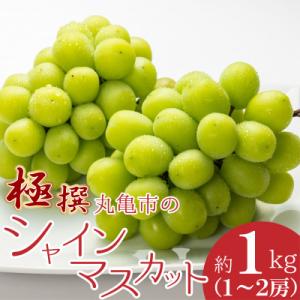 ふるさと納税 宇多津町 【先行受付/2024年8月中旬より発送】極撰!香川県丸亀市のシャインマスカッ...