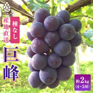2026年発送 銀河農園まきおかの甘くてジューシーな巨峰(種なし)約2kg(4～5房)