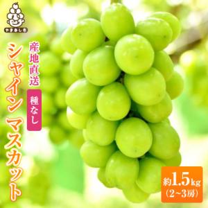 2026年発送　銀河農園まきおかのシャインマスカット(種なし)約1.5kg(2～3房)