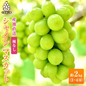 2026年発送　銀河農園まきおか シャインマスカット 約2.0kg (3～4房)
