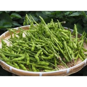 【大刀洗町産】 枝付き枝豆 2 kg　(オリジナルレシピ付き)