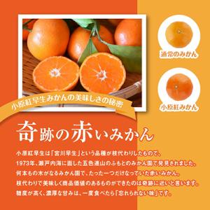 ふるさと納税 みかん 高松市 【先行受付】ご家...の詳細画像2