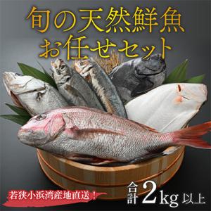 ふるさと納税 小浜市 【加福鮮魚】「若狭小浜港産地直送」のお任せ天然鮮魚セット!