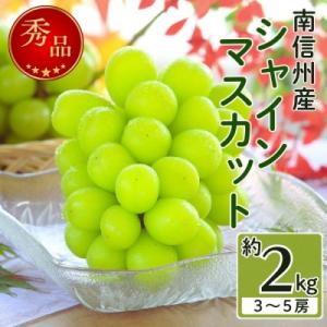 2026年発送　数量限定【南信州産】シャインマスカット 約2kg (3～5房)　9月中旬～順次発送