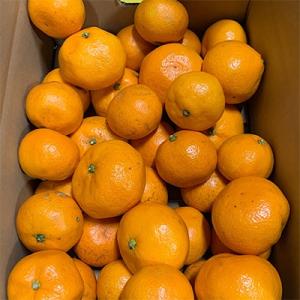 ふるさと納税 湯浅町 和歌山県産　有田みかん　約5kg　サイズ混合