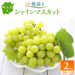 朝採りシャインマスカット2kg(3房～4房)