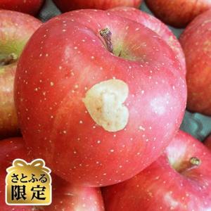 青森りんご　サンふじ　家庭用　約10kg【さとふる限定】