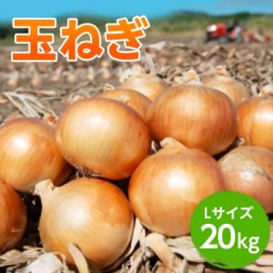 ふるさと納税 美幌町 玉ねぎLサイズ・20kg