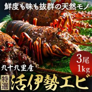 ふるさと納税 旭市 プリっぷり!活け伊勢海老3尾　約1kg(1尾約250g〜350g)