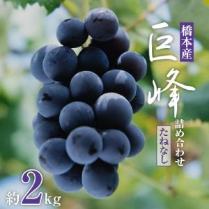 【2026年夏発送】  和歌山県橋本市産(種無し)巨峰 ぶどう詰め合わせ　約2kg