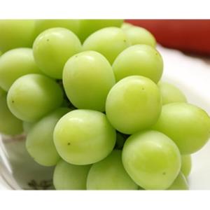 ふるさと納税 長野県 〈贈答〉12月より発送!氷温熟成シャインマスカット 約1kg(2房) 年末年始のご褒美に