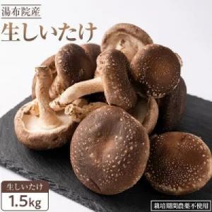 全国3位の湯布院産菌床生しいたけ　A・B品(2L/L)　1.5kg