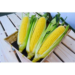 ふるさと納税 千歳市 【先行受付】北海道産黄色いとうもろこしゴールドラッシュ【16本入】