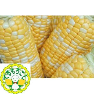浜松市 ふるさと納税 【種類は甘々娘!6月中旬〜発送】『テルもろこし』8〜14本(3L〜L)｜y-sf