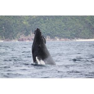 ふるさと納税 龍郷町 【奄美大島】ホエールウォッチング 半日コース(3時間)　※1月中旬〜3月限定