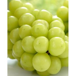 ふるさと納税 岡山市 岡山県産　白桃2玉(1玉220g以上)　シャインマスカット「晴王」2房(1房480g以上)詰合せ